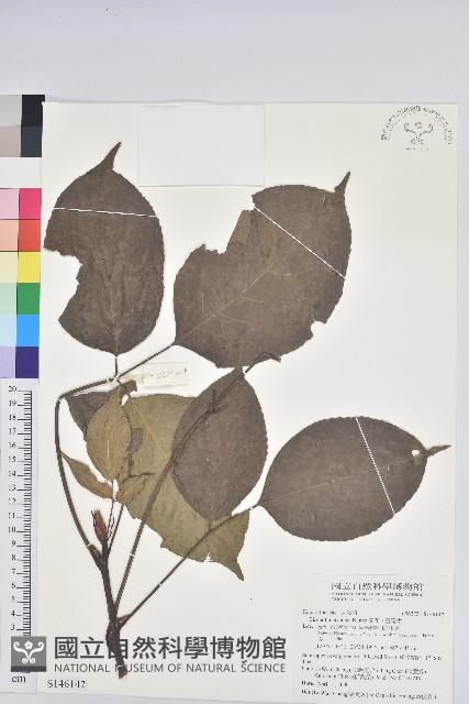 茄苳、重陽木藏品圖，第1張