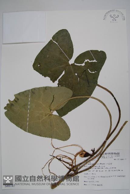 下花細辛藏品圖，第1張