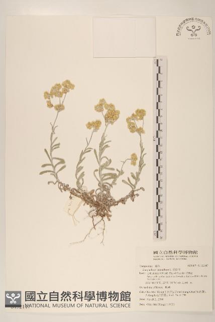 絲綿草藏品圖，第1張