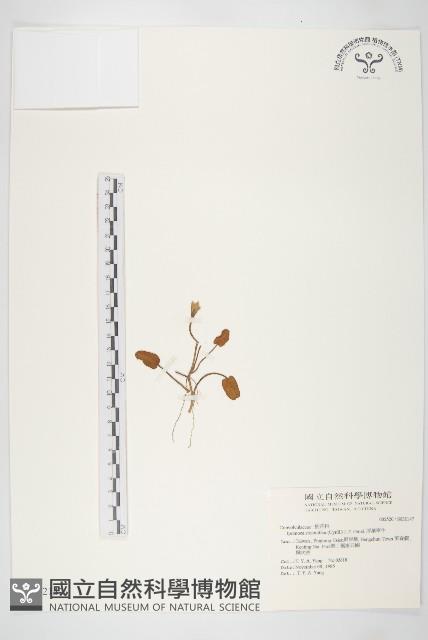 厚葉牽牛藏品圖，第1張