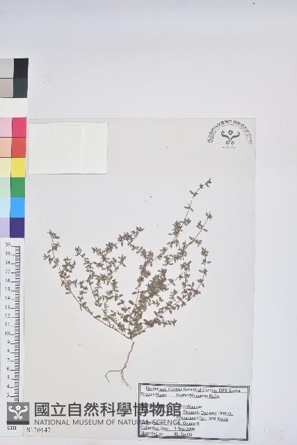 斑地錦藏品圖，第1張