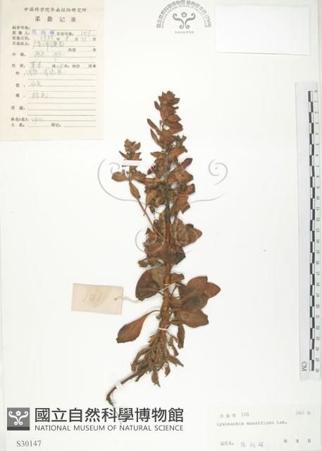 茅毛珍珠菜藏品圖，第1張