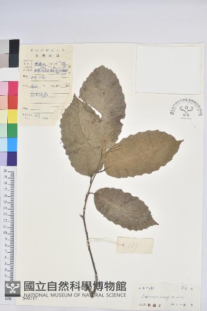 錐栗藏品圖，第1張