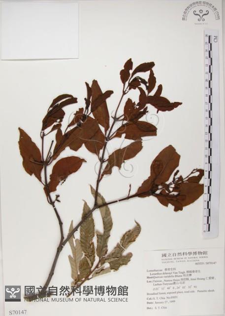 椆樹桑寄生, 大葉榿寄生藏品圖，第1張