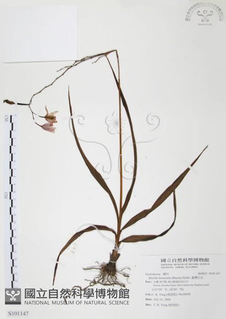 臺灣白及藏品圖，第1張