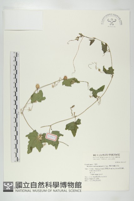 倒吊金鐘、天花藏品圖，第1張