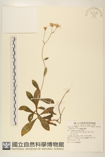 顯脈旋覆花藏品圖，第1張