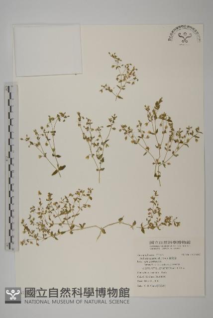 鵝兒腸藏品圖，第1張