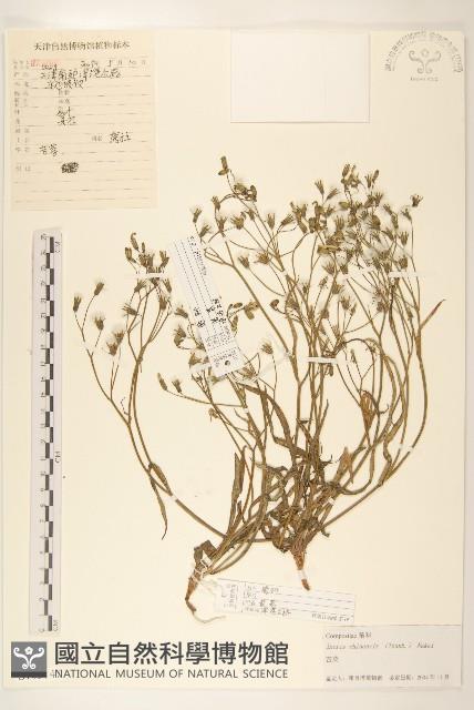 兔仔菜藏品圖，第1張