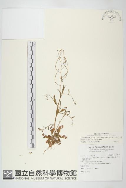 玉山筷子芥藏品圖，第1張