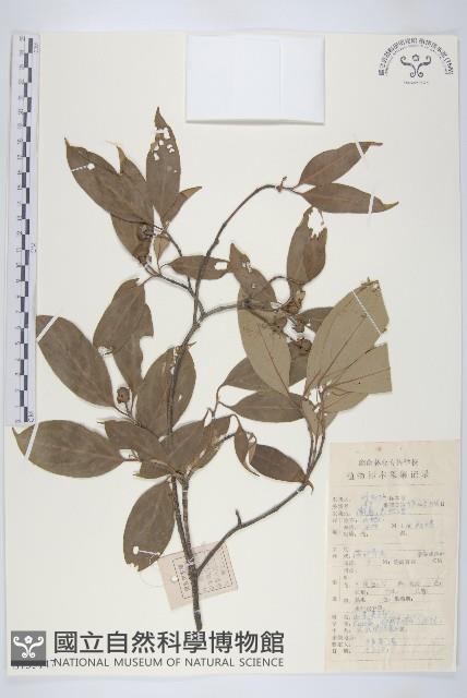 頭狀四照花藏品圖，第1張