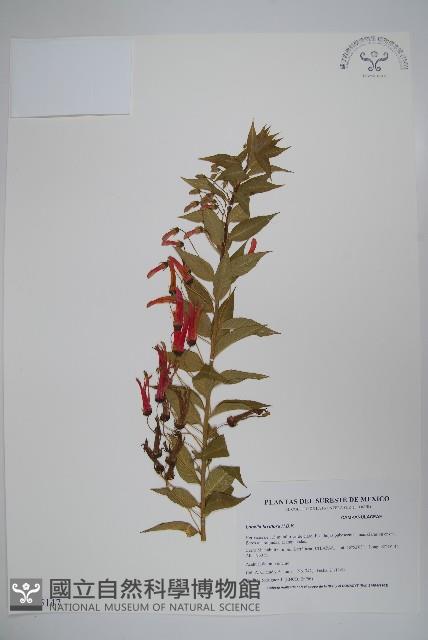 Accession Number:S035147 Collection Image, Figure 1, Total 2 Figures