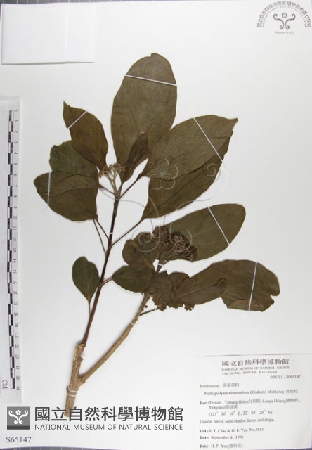 青脆枝藏品圖，第1張