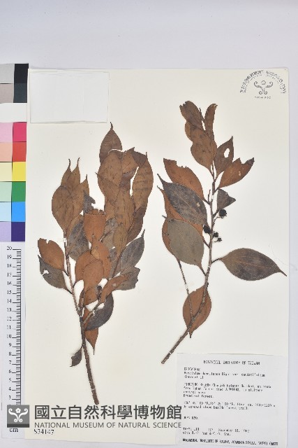 珍珠花、長尾葉越橘藏品圖，第1張