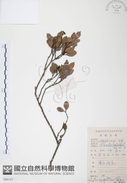 小葉赤楠藏品圖，第1張