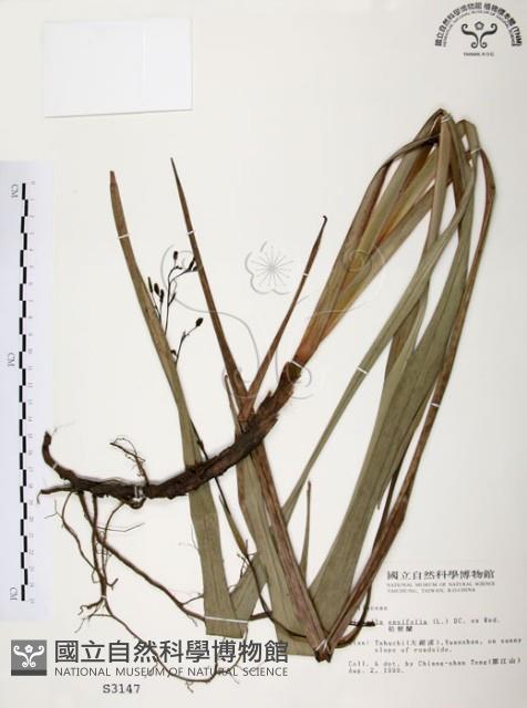 桔梗蘭藏品圖，第1張