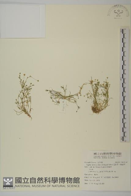 瓜槌草、漆姑草藏品圖，第1張