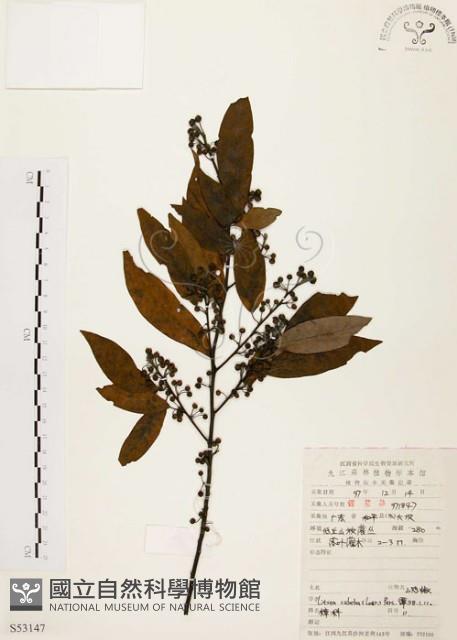 山胡椒藏品圖，第1張