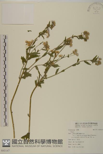 登錄號:S093147藏品圖，第1張