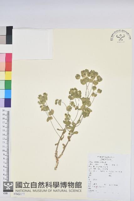 貓眼草藏品圖，第1張