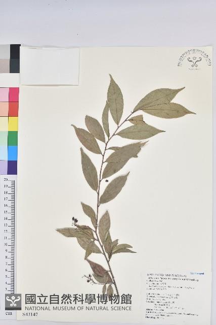 密花五月茶藏品圖，第1張