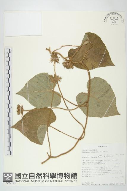 槭葉小牽牛藏品圖，第1張