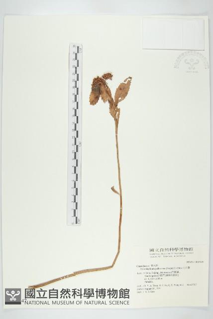 白八寶藏品圖，第1張