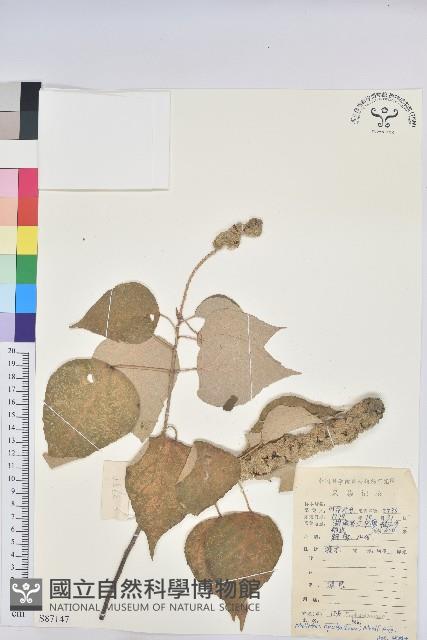 白背葉藏品圖，第1張