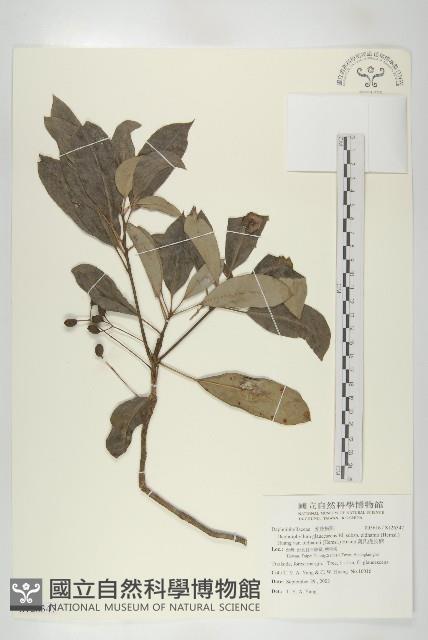 奧氏虎皮楠藏品圖，第1張