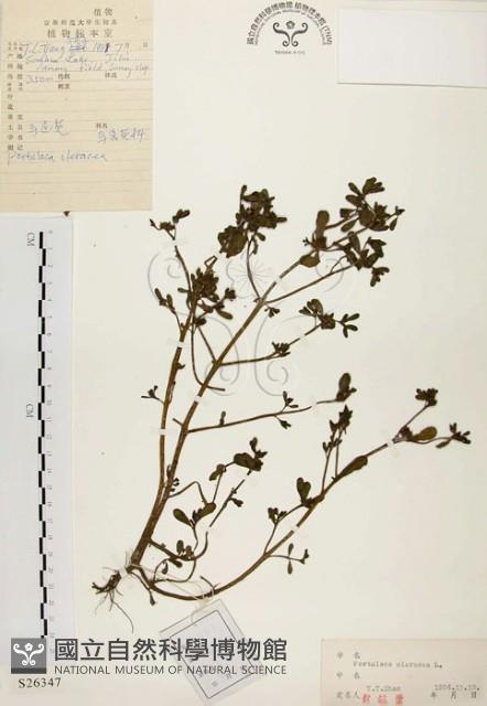 馬齒莧藏品圖，第1張