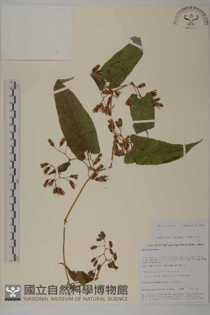 登錄號:S106347藏品圖，第1張