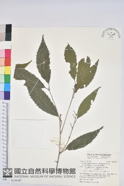 狹葉椆藏品圖，第1張