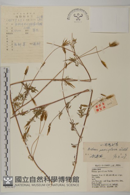 小花鬼針草藏品圖，第1張