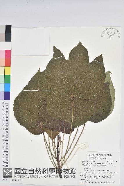 廣東油桐、皺桐藏品圖，第1張