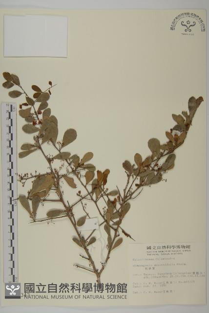 刺裸實、變葉裸實藏品圖，第1張