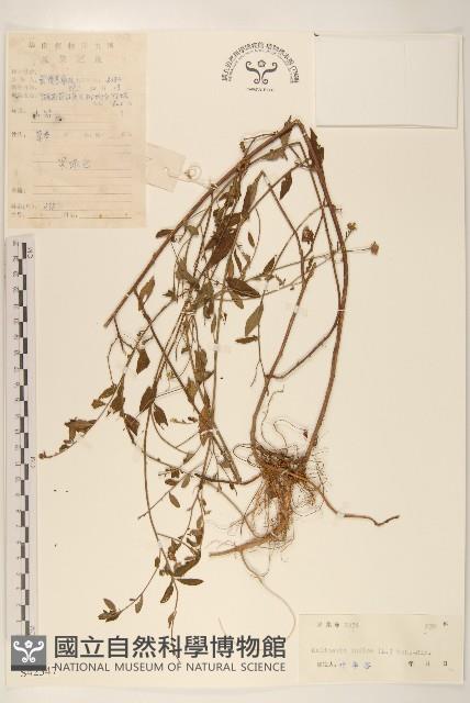 雞兒腸藏品圖，第1張