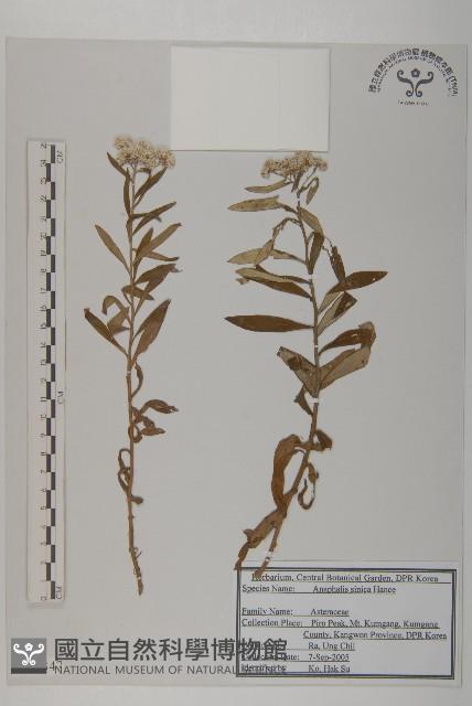 香青藏品圖，第1張