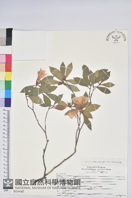 大武杜鵑藏品圖，第1張