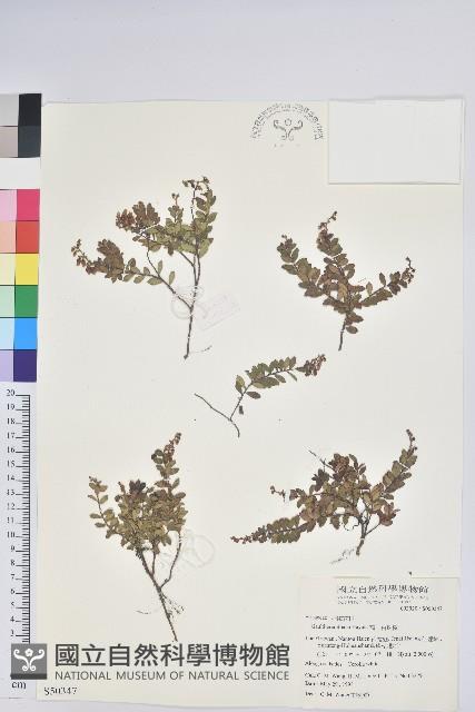 高山白珠樹藏品圖，第1張