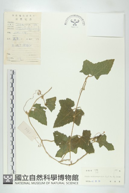 天花藏品圖，第1張