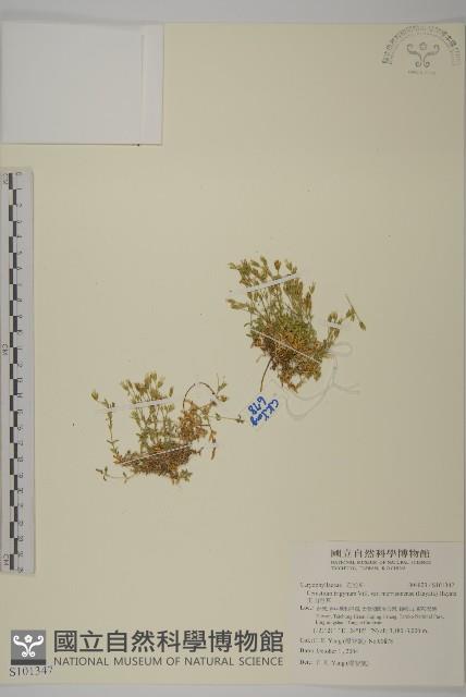 玉山卷耳藏品圖，第1張