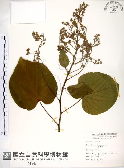 克蘭樹藏品圖，第1張