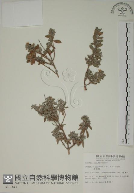 水芫花藏品圖，第1張