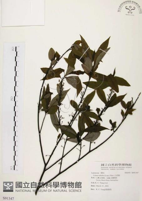 山胡椒藏品圖，第1張