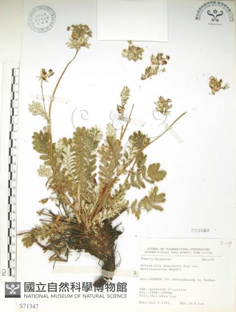 玉山金梅藏品圖，第1張