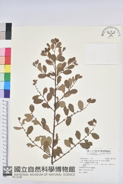 白飯樹藏品圖，第1張