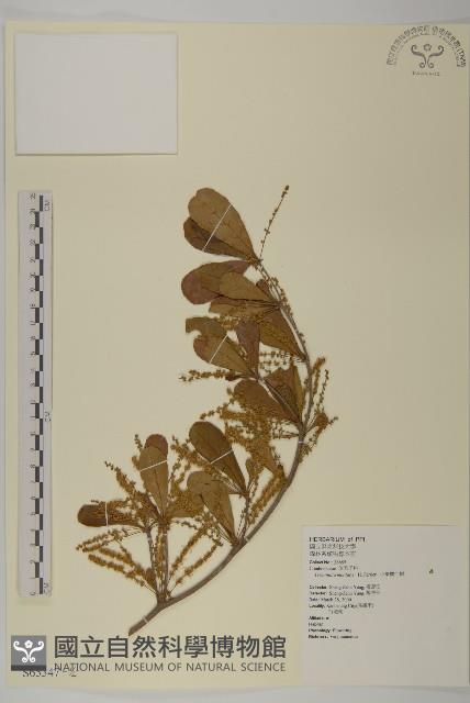 小葉欖仁藏品圖，第1張