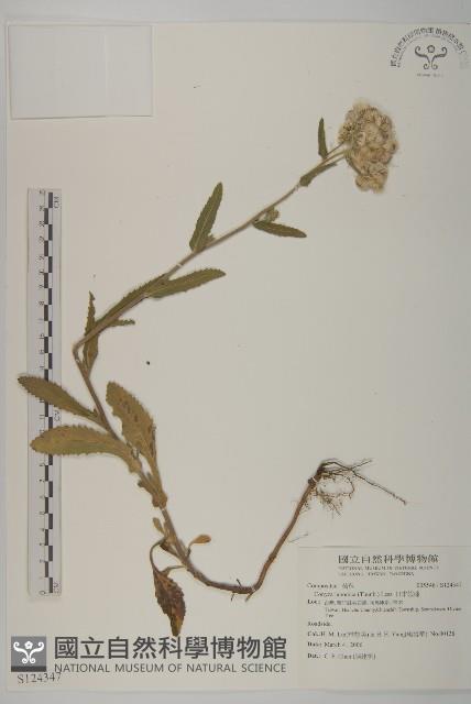 日本假蓬藏品圖，第1張