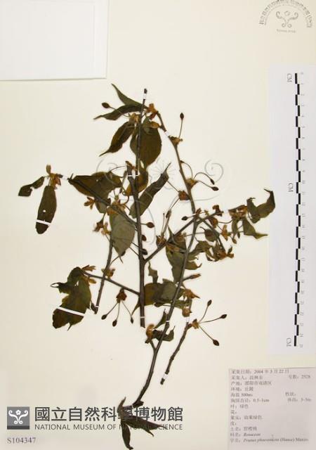 墨點櫻桃、黑星櫻藏品圖，第1張