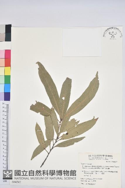 細葉三斗石櫟藏品圖，第1張